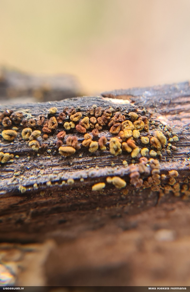 Sēne Neodasyscypha cerina