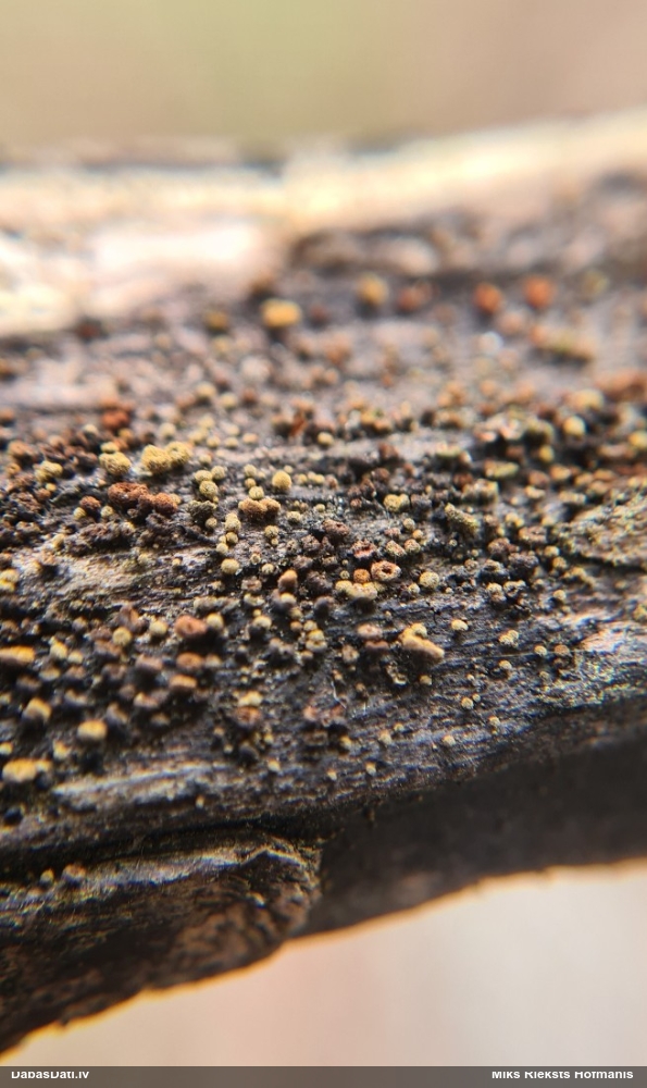 Sēne Neodasyscypha cerina