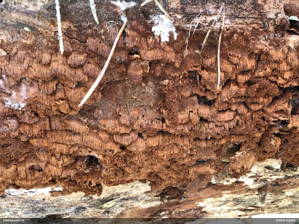 Tumšbrūnā cietpiepe