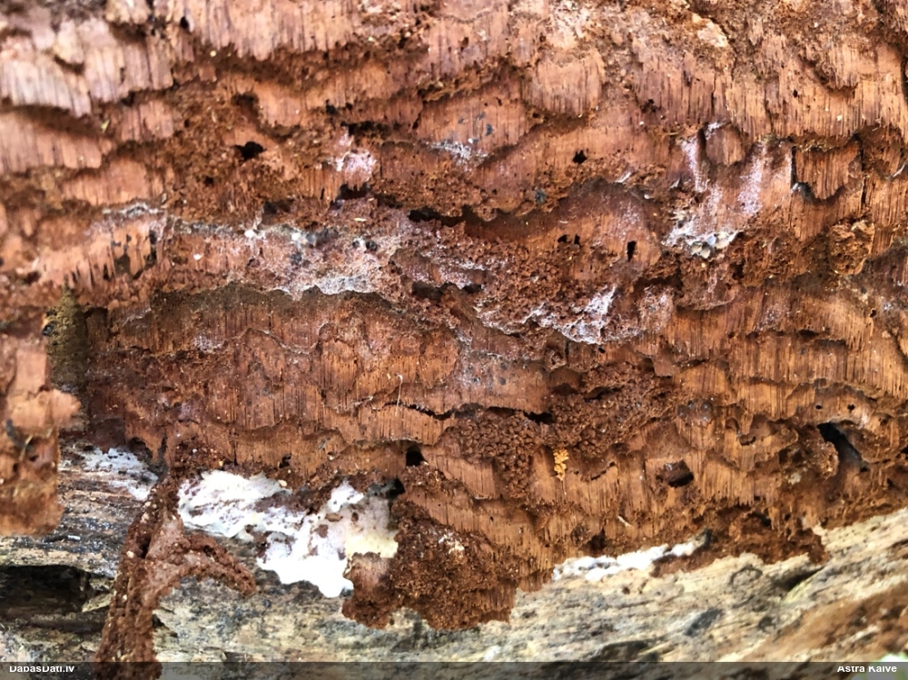 Tumšbrūnā cietpiepe