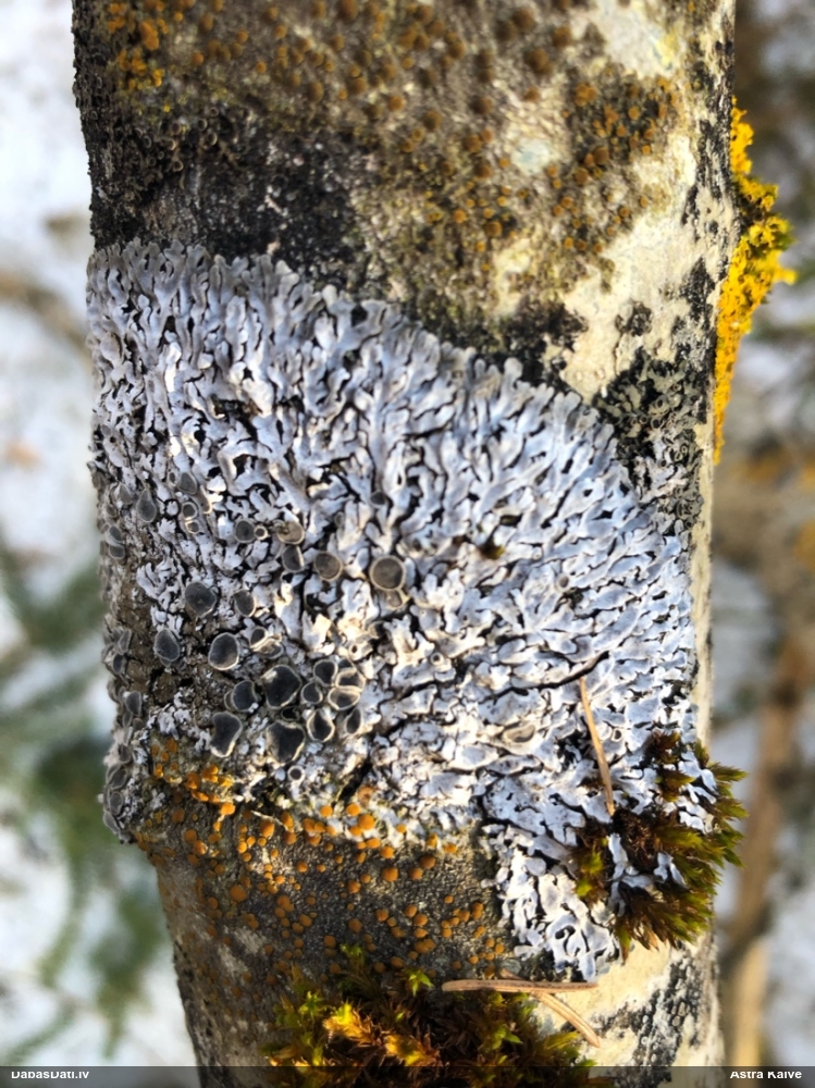 Ķērpis Physconia distorta