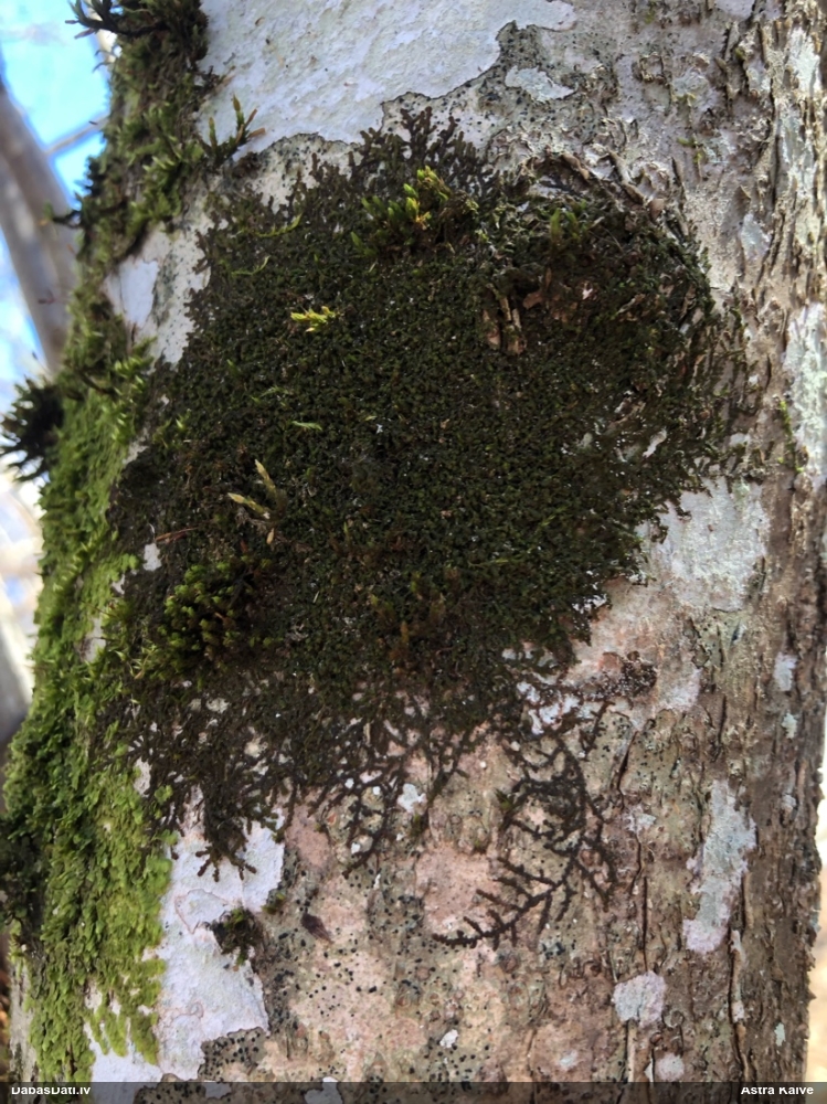 Izplestā frulānija