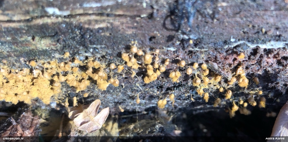 Trihija, hemitrihija (nenoteikta)