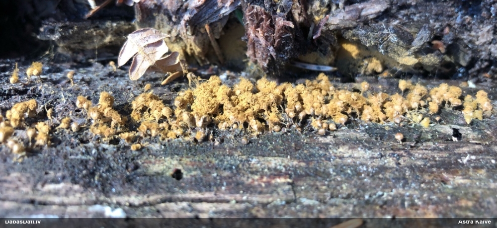 Trihija, hemitrihija (nenoteikta)