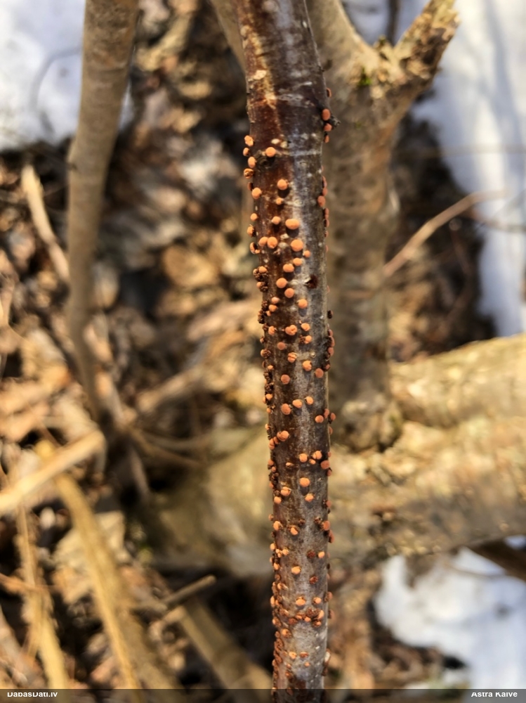 Lapkoku sarkankārpainība