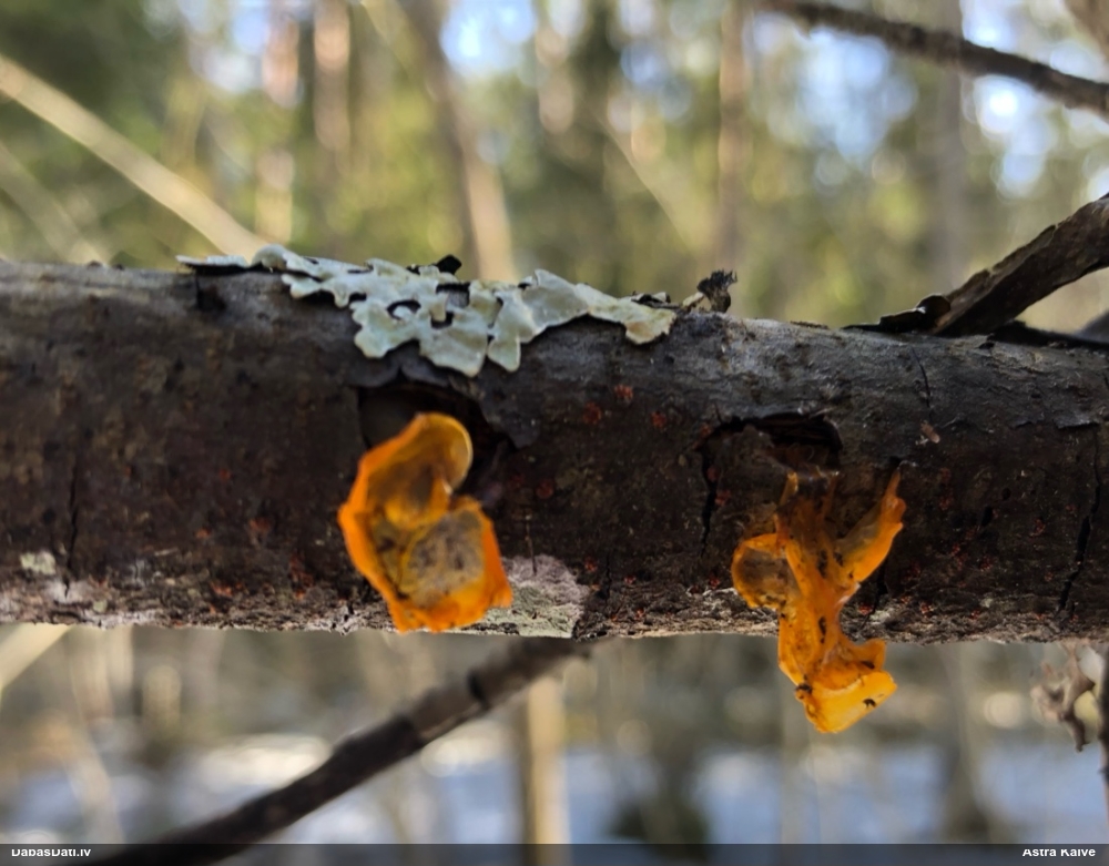 оранжевая, пленчатая дрожалка