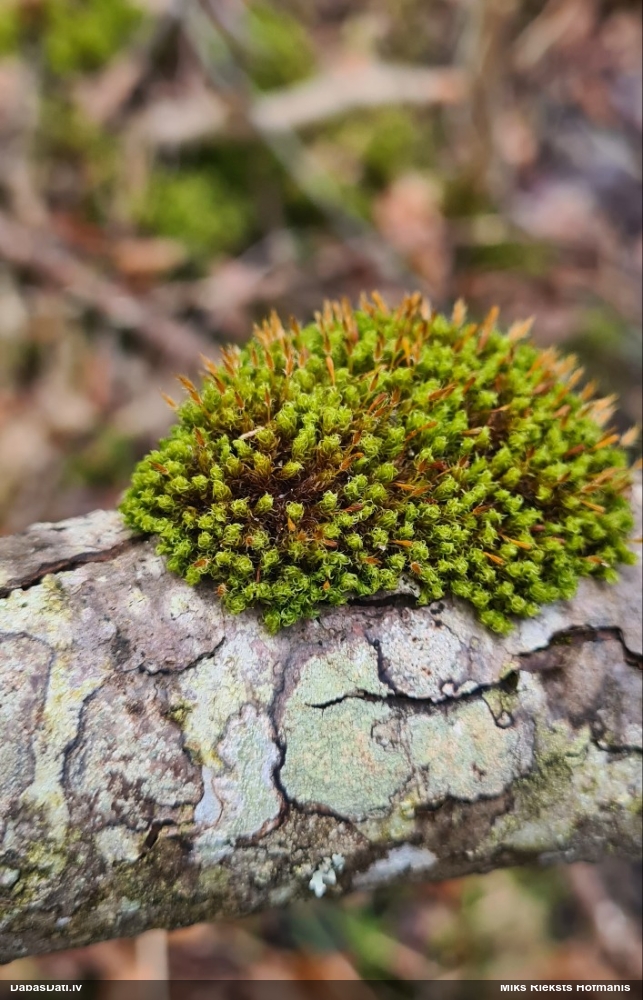 Vidējā sprogaine