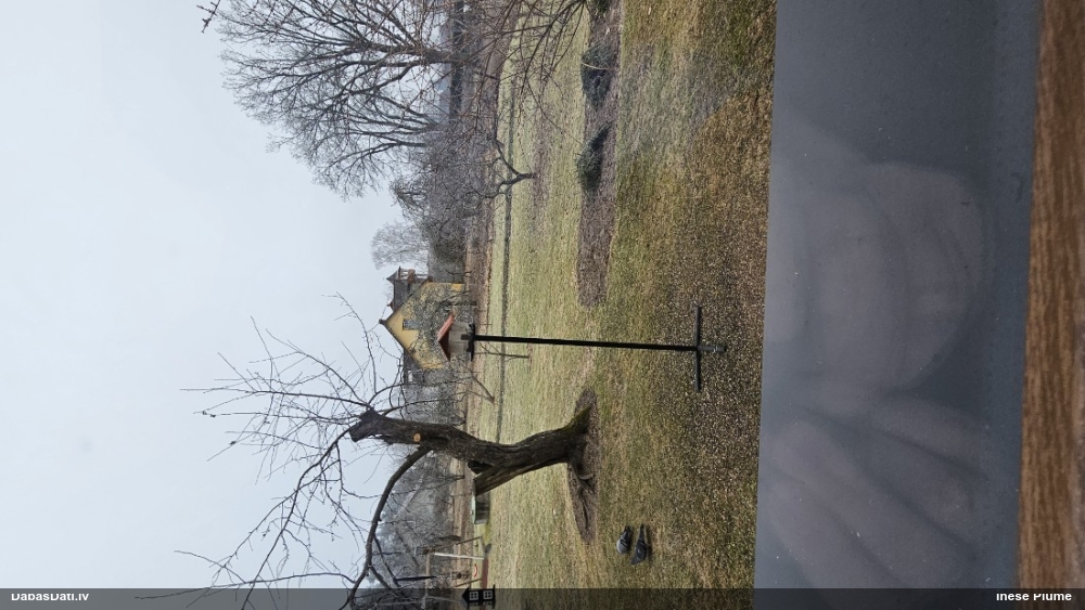 сизый голубь