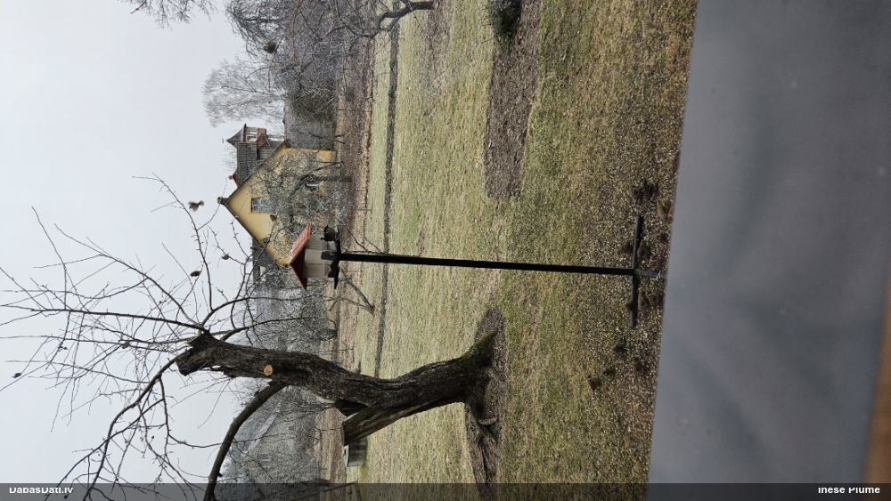 полевой воробей