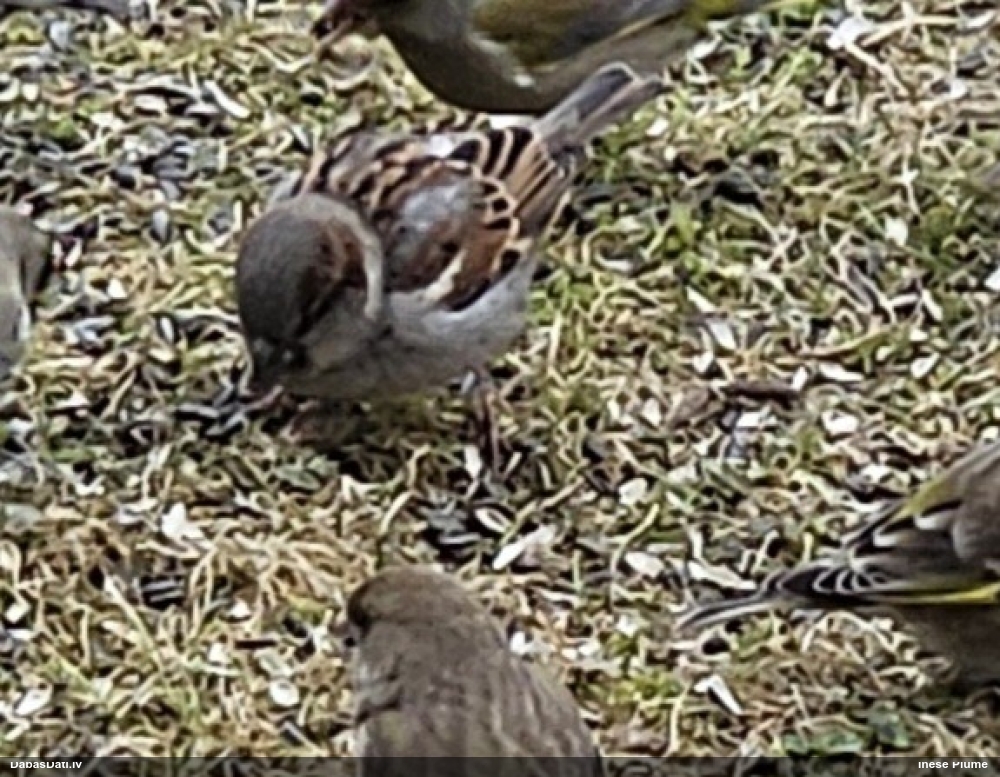 домовой воробей