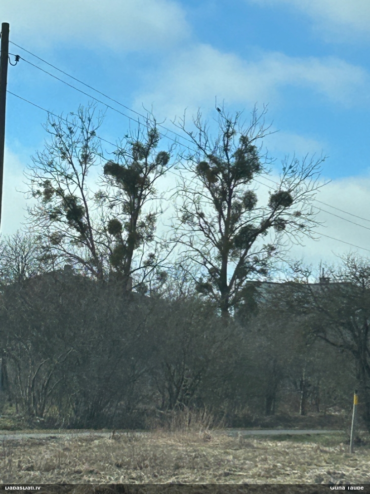 омела белая