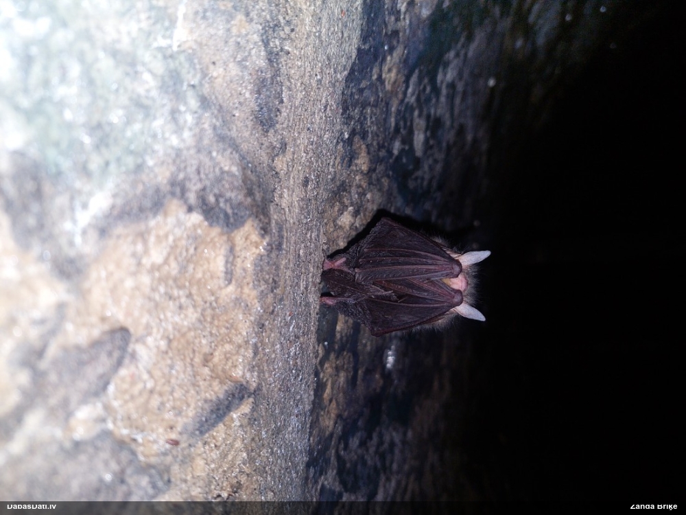 Brūnais garausainis