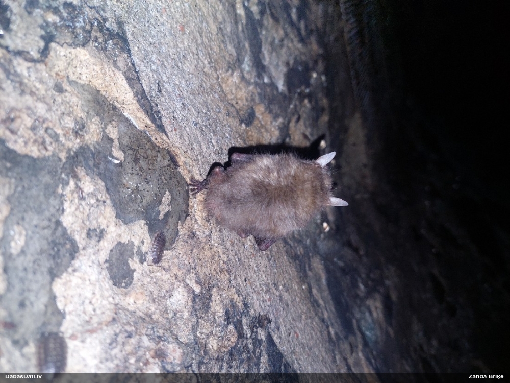 Brūnais garausainis