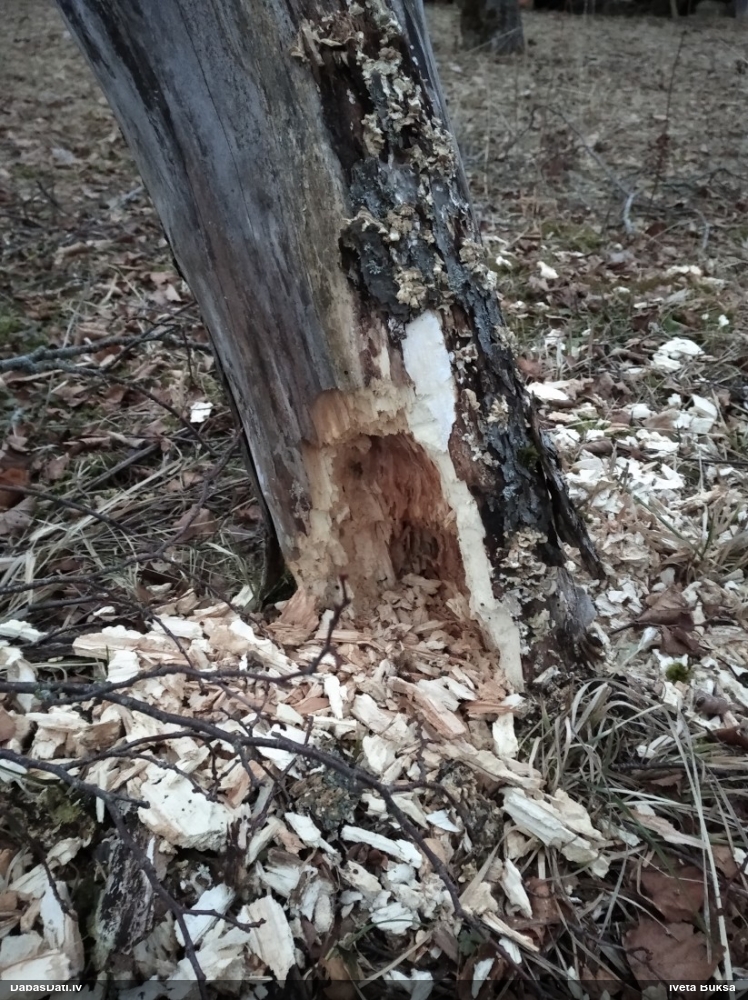 Dzenis/dzilna (nenoteikts)