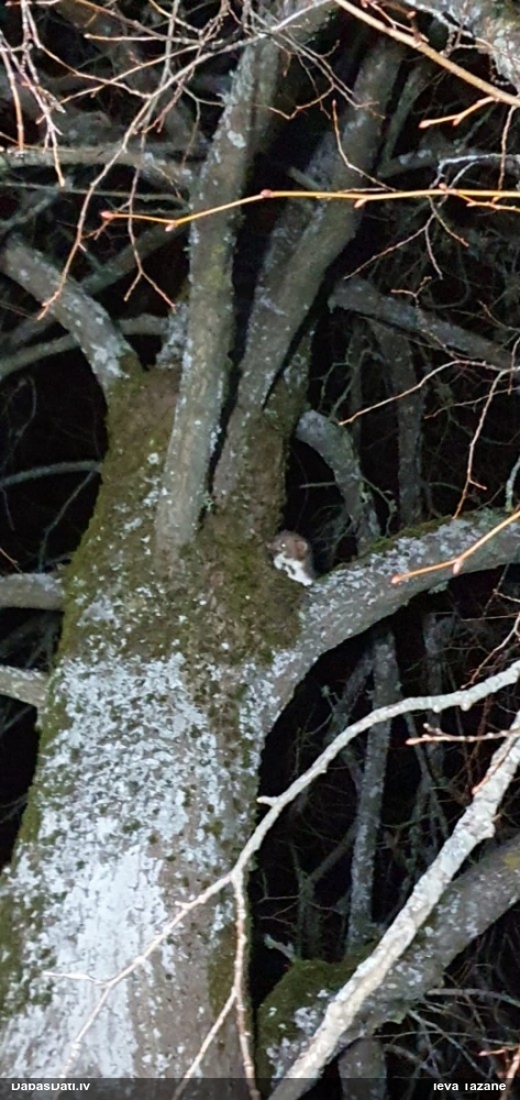 каменная куница