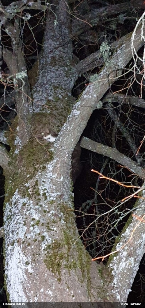 каменная куница