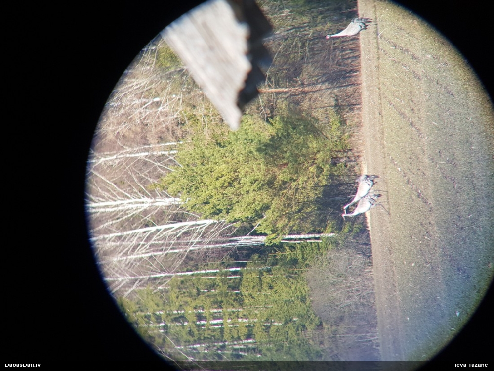 серый журавль