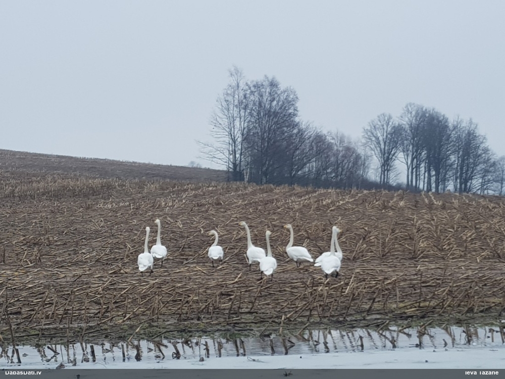 лебедь-кликун