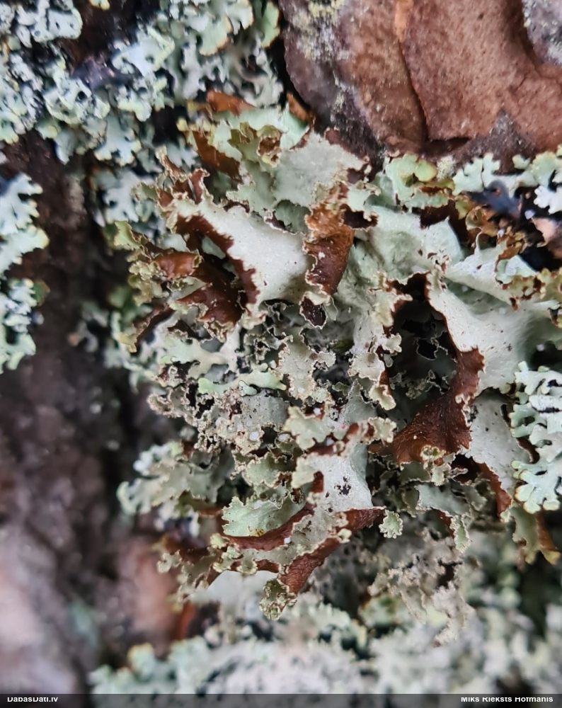 Zilganzaļā platismatija