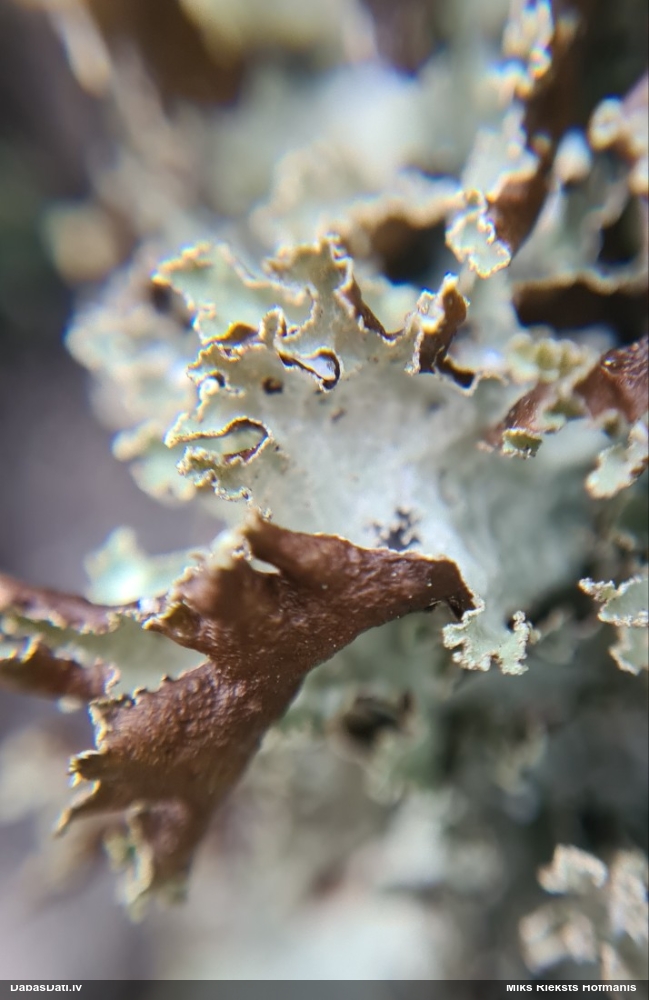 Zilganzaļā platismatija