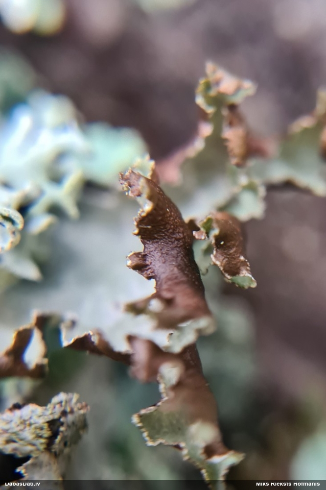 Zilganzaļā platismatija