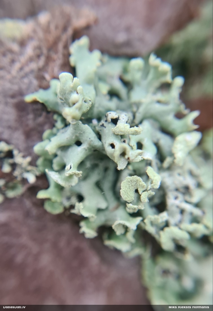 Pūslīšu hipogimnija