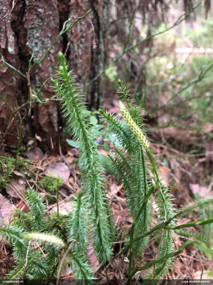 плаун годичный