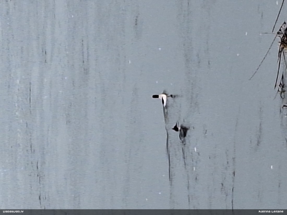 большой крохаль