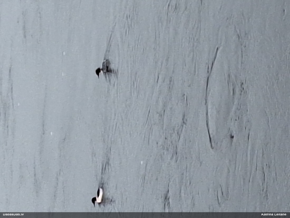 большой крохаль