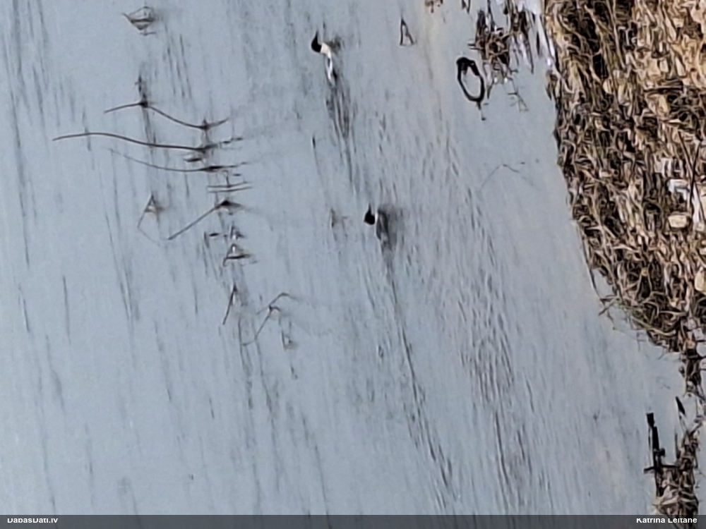 большой крохаль