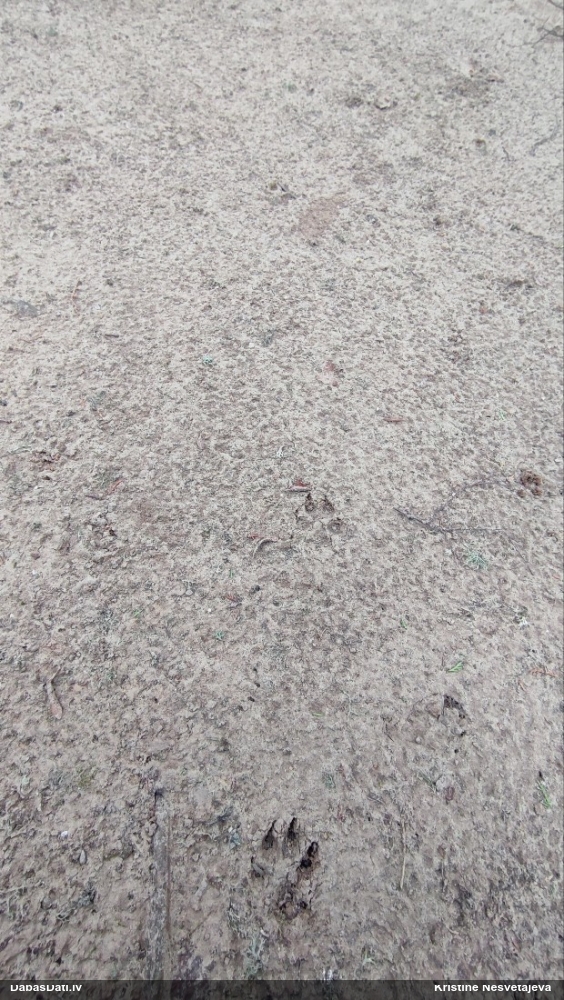 Plēsējs (nenoteikts)