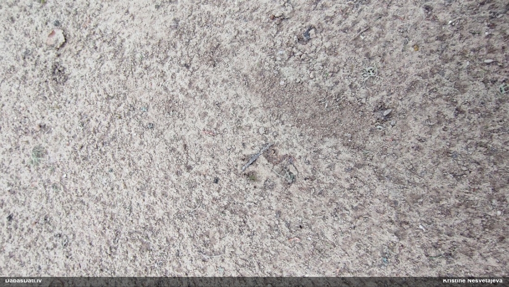 Plēsējs (nenoteikts)