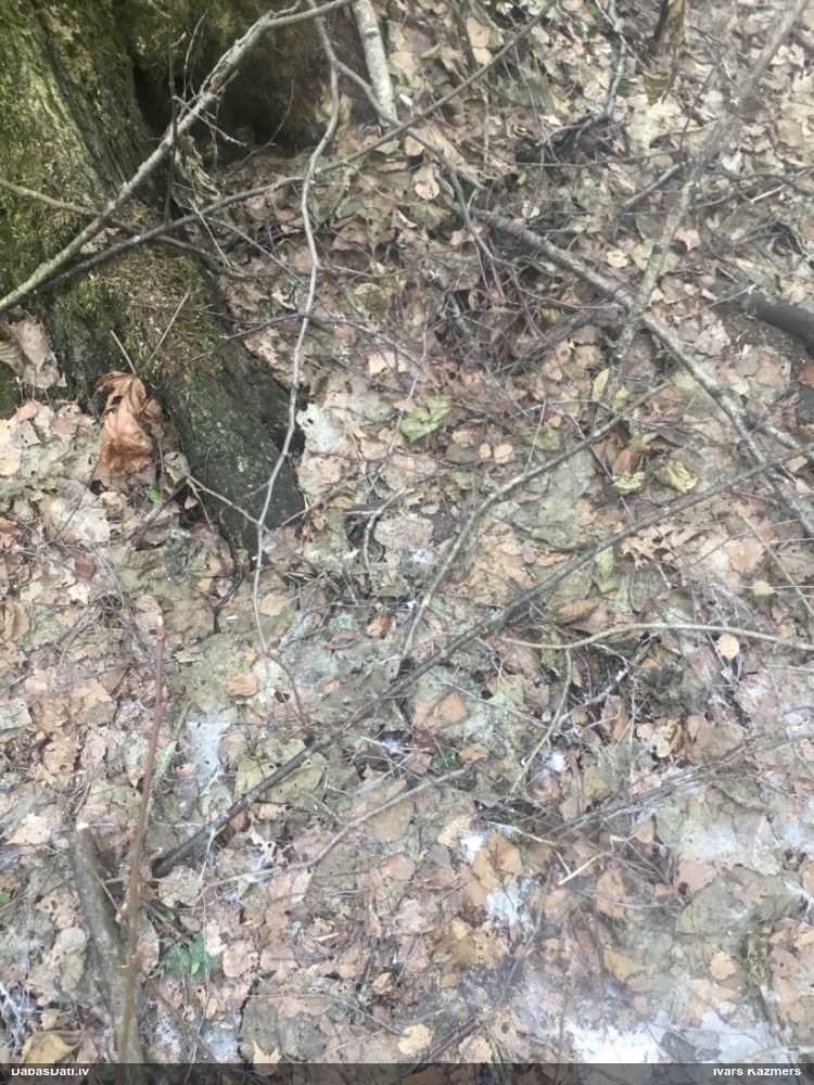 черный аист