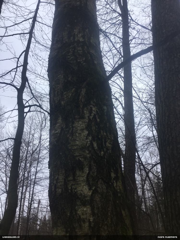 черный аист