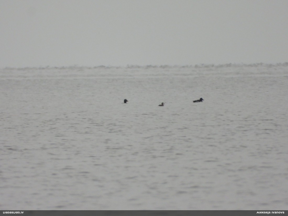 обыкновенный турпан