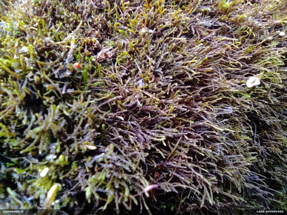 Mainīgā pabārbula