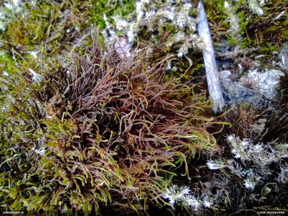 Mainīgā pabārbula