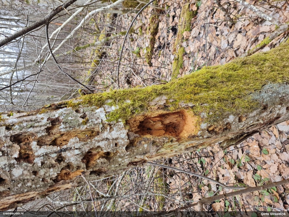 черный дятел