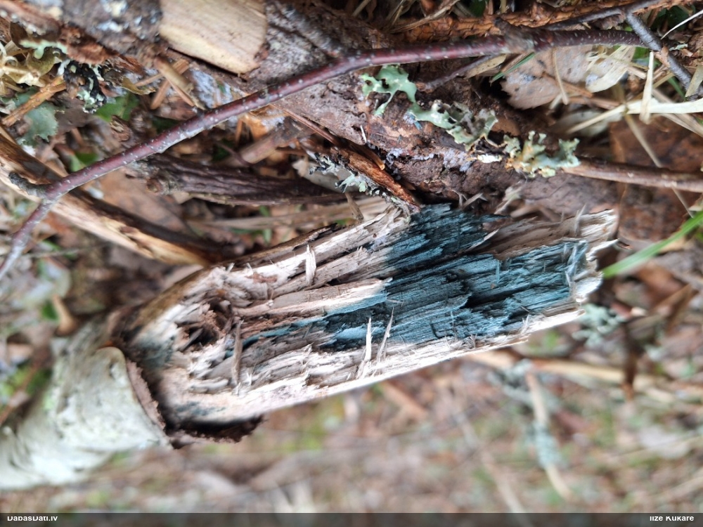 Zilzaļā hlorociborija