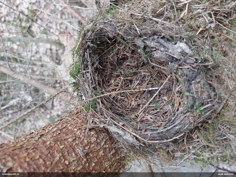 черный дрозд