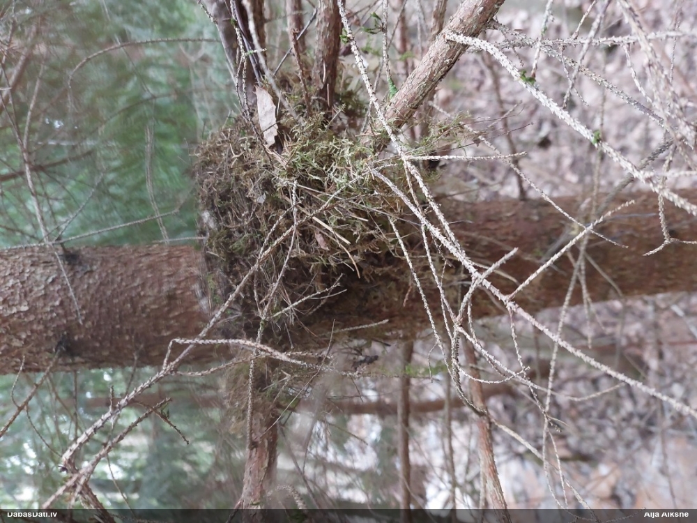черный дрозд