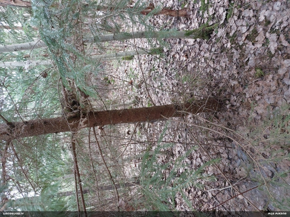 черный дрозд