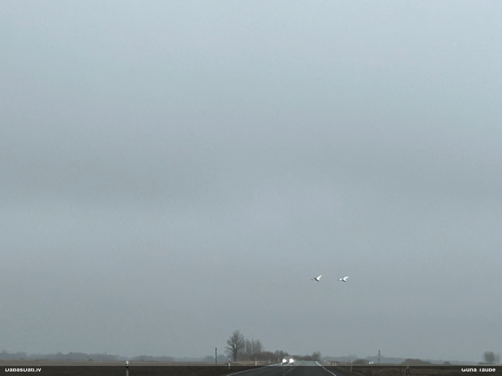 лебедь-шипун