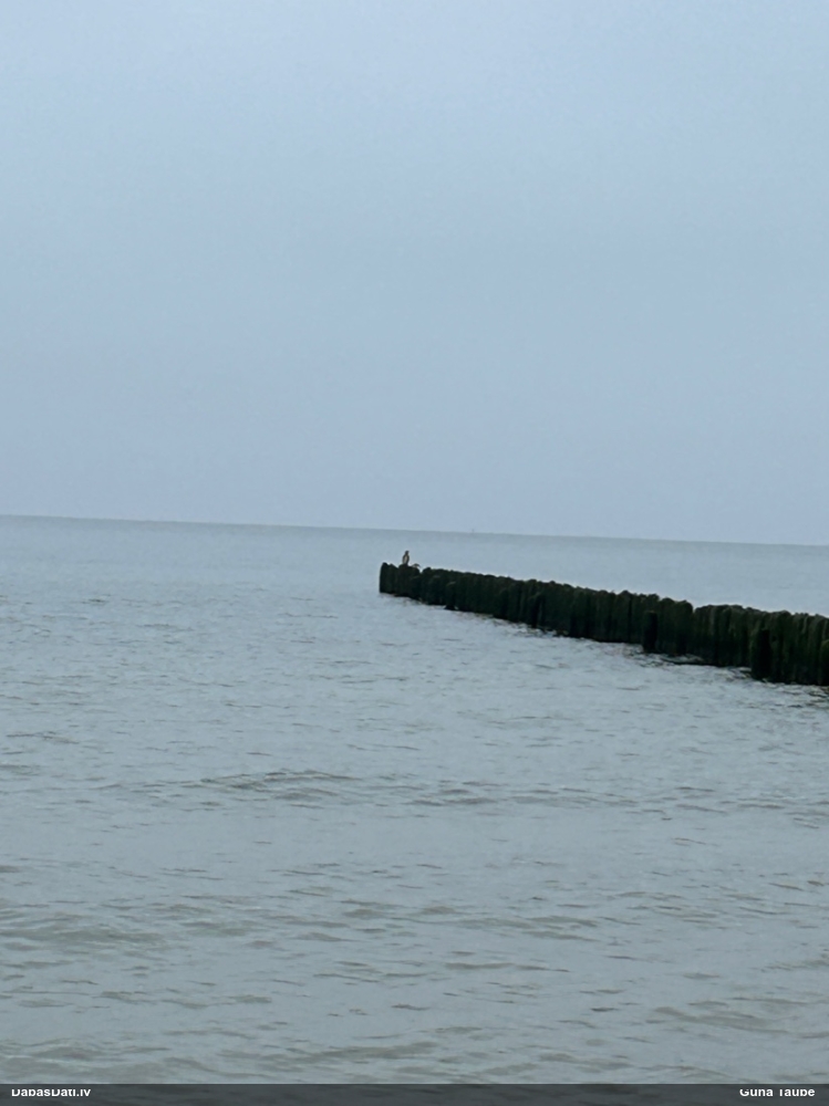 баклан большой