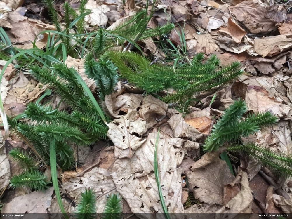 баранец обыкновенный