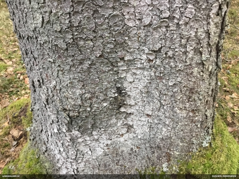 Dižegļu lekanaktis