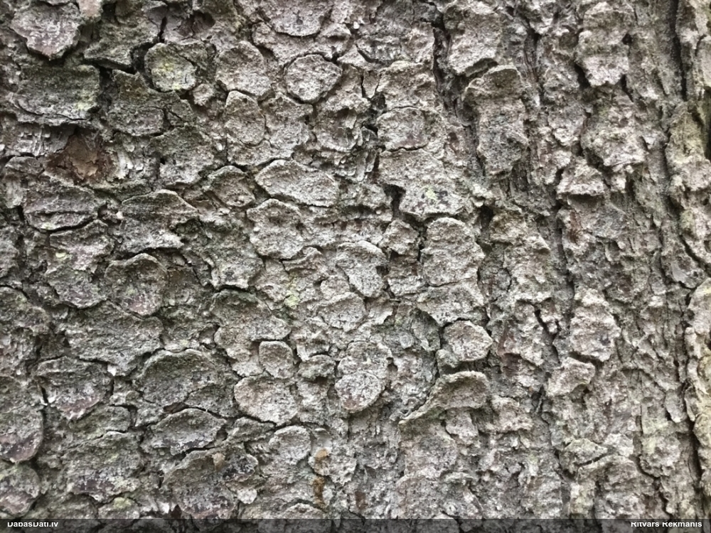 Dižegļu lekanaktis