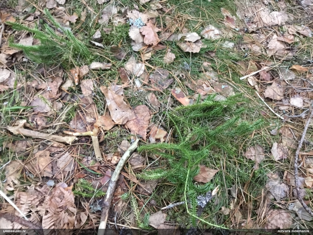 плаун годичный