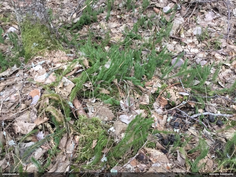 плаун годичный