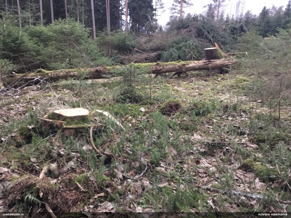 плаун годичный